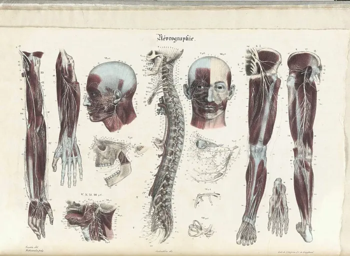 Framed Print : Anatomie Methodique Illustrations Framed Print : Anatomie Methodique Illustrations