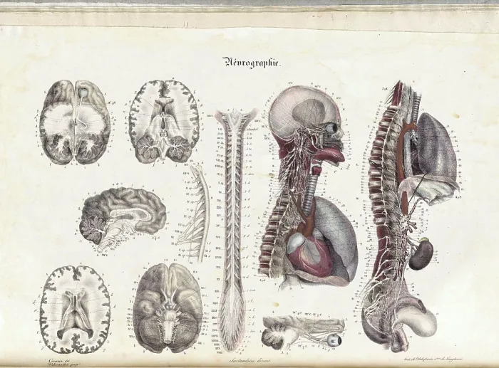 Framed Print : Anatomie Methodique Illustrations Framed Print : Anatomie Methodique Illustrations