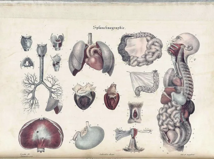 Framed Print : Anatomie Methodique Illustrations Framed Print : Anatomie Methodique Illustrations