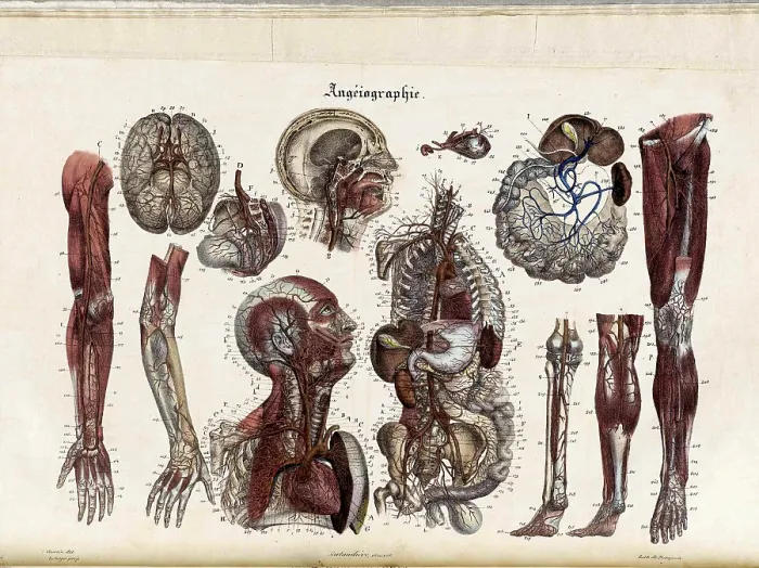 Framed Print : Anatomie Methodique Illustrations Framed Print : Anatomie Methodique Illustrations