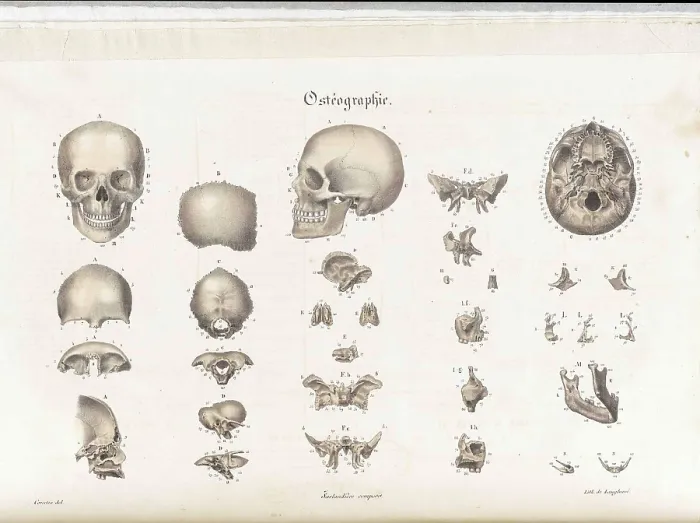 Framed Print : Anatomie Methodique Illustrations