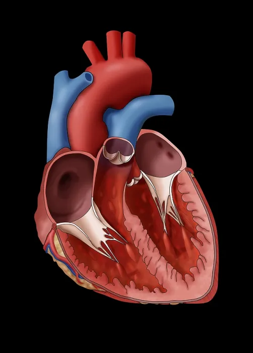 Framed Print : Anatomy of the Human Heart, Illustration Framed Print : Anatomy of the Human Heart, Illustration