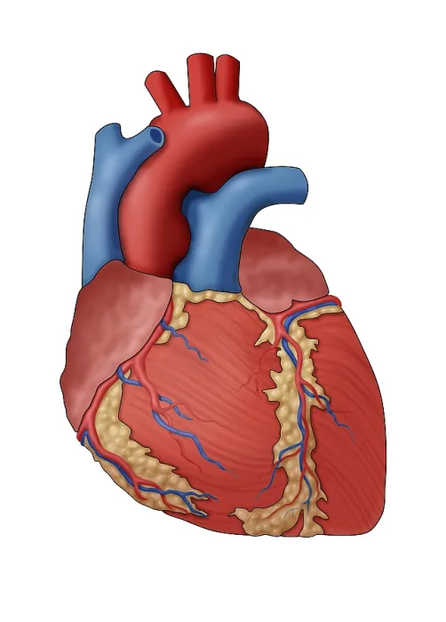 Framed Print : Anatomy of the Human Heart, Illustration Framed Print : Anatomy of the Human Heart, Illustration