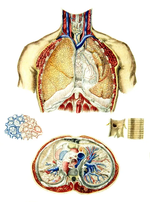 Framed Print : Anatomy of the Lungs, 1849