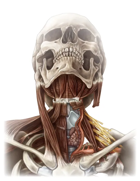 Framed Print : Anatomy of the Neck Framed Print : Anatomy of the Neck