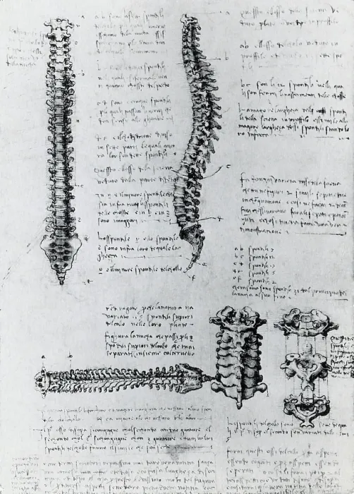Framed Print : Anatomy of the Spine Framed Print : Anatomy of the Spine