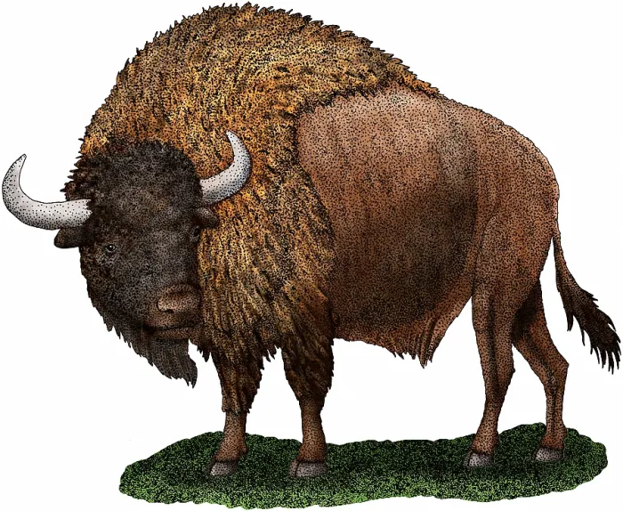 Framed Print : Ancient Bison Framed Print : Ancient Bison