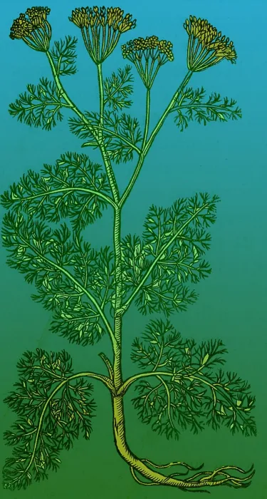 Framed Print : Anethum Graveolens, Dill Framed Print : Anethum Graveolens, Dill