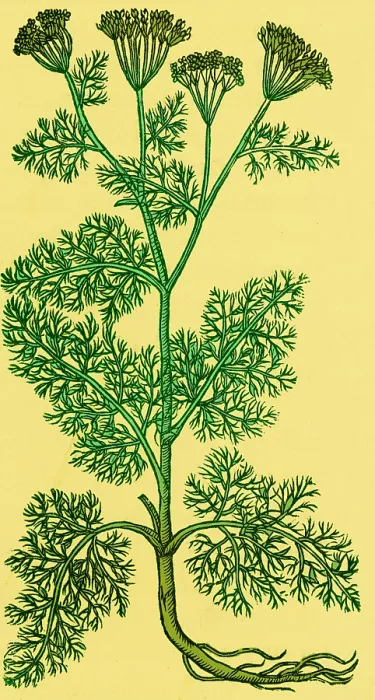 Framed Print : Anethum Graveolens, Dill Framed Print : Anethum Graveolens, Dill