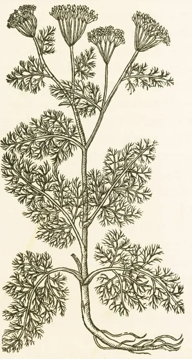 Framed Print : Anethum Graveolens, Dill
