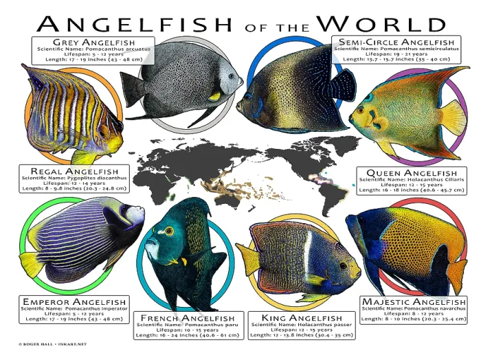Framed Print : Angelfish of the World Framed Print : Angelfish of the World