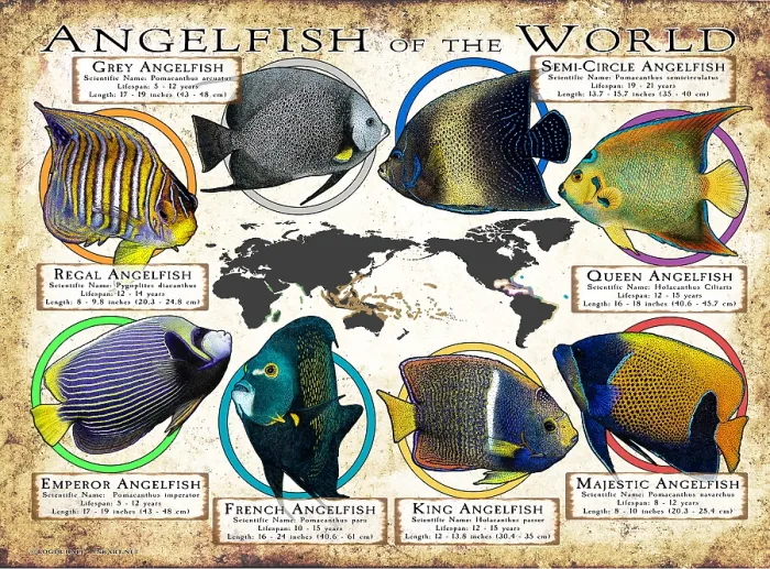 Framed Print : Angelfish of the World Framed Print : Angelfish of the World
