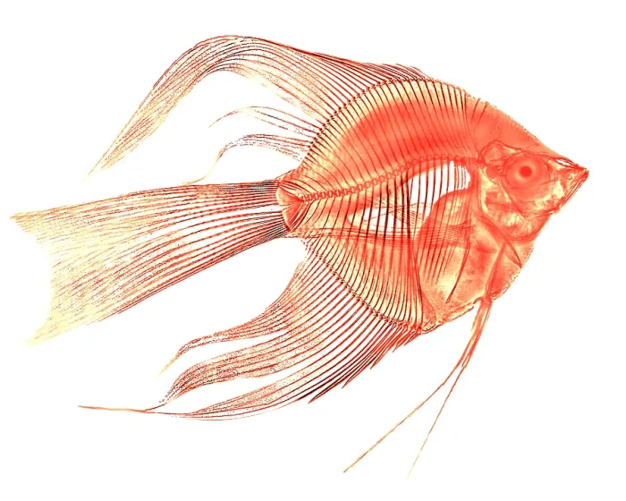 Framed Print : Angelfish X-Ray