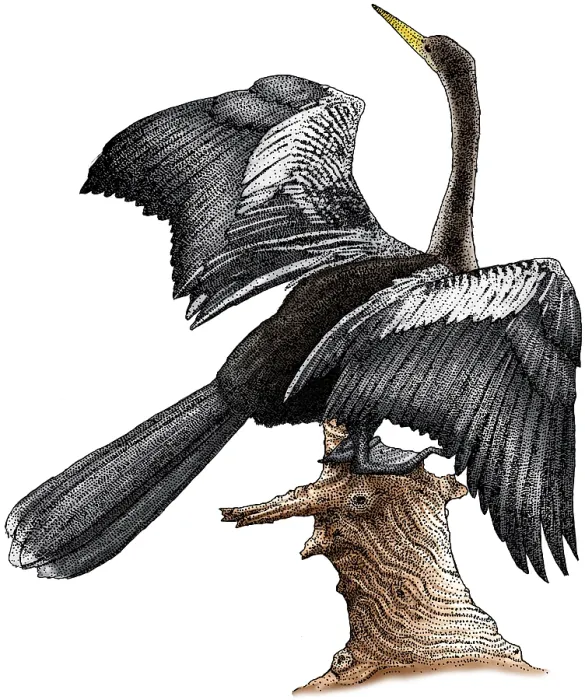 Framed Print : Anhinga, (Anhinga anhinga). Also known as the Snakebird Framed Print : Anhinga, (Anhinga anhinga). Also known as the Snakebird