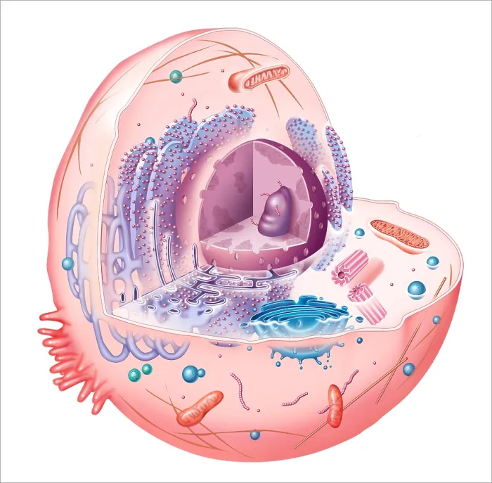 Framed Print : Animal Cell