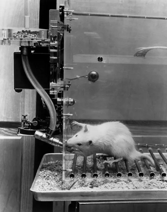 Framed Print : Animal Testing, Behavioral Research