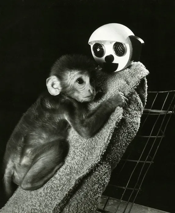 Framed Print : Animal Testing, Maternal Deprivation