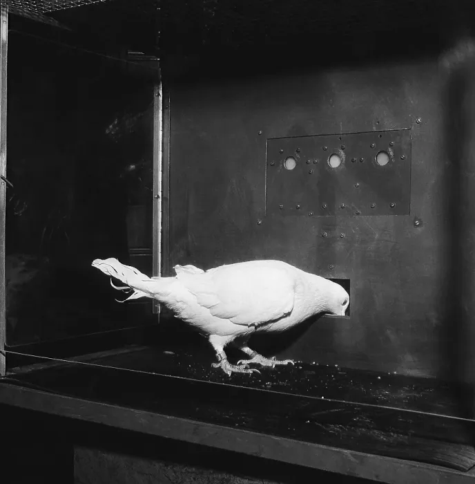 Framed Print : Animal Testing, Pigeon in Skinner Box Framed Print : Animal Testing, Pigeon in Skinner Box