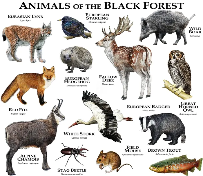 Framed Print : Animals of the Black Forest Framed Print : Animals of the Black Forest
