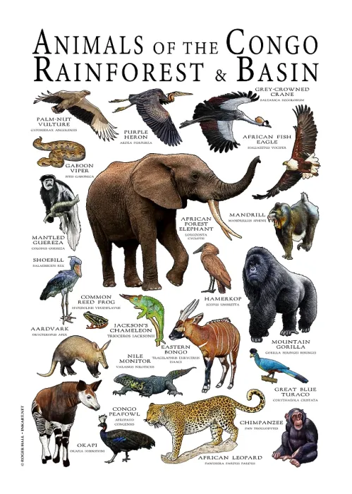 Framed Print : Animals of the Congo Rainforest and Basin