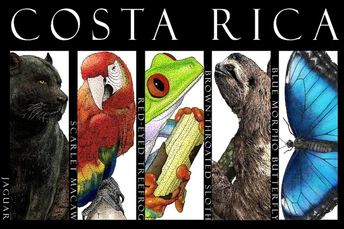 Framed Print : Animals of Costa Rica, Poster Framed Print : Animals of Costa Rica, Poster