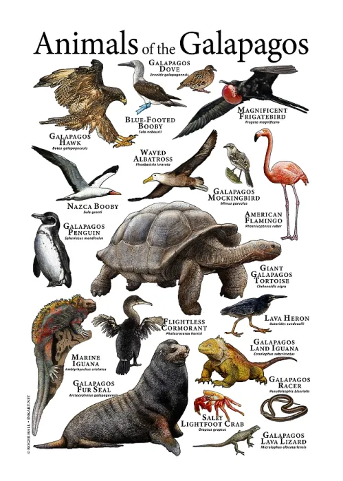 Framed Print : Animals of The Galapagos Framed Print : Animals of The Galapagos