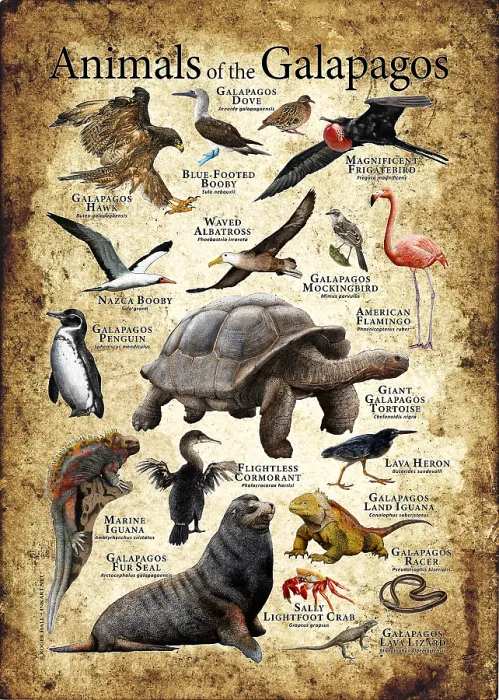 Framed Print : Animals of The Galapagos Framed Print : Animals of The Galapagos