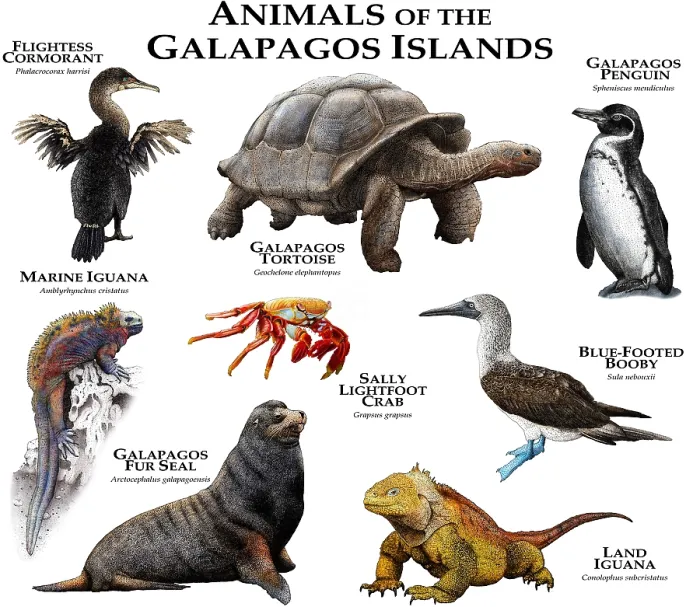 Framed Print : Animals of The Galapagos, Illustration of Tortoise, Iguana, Penguins, Blue-Footed Booby and Others Framed Print : Animals of The Galapagos, Illustration of Tortoise, Iguana, Penguins, Blue-Footed Booby and Others