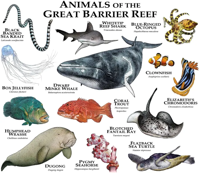Framed Print : Animals of the Great Barrier Reef Framed Print : Animals of the Great Barrier Reef