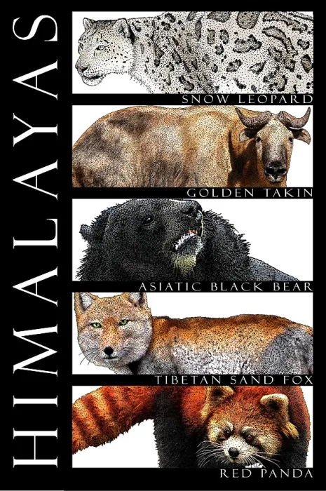 Framed Print : Animals of the Himalayas, Poster Framed Print : Animals of the Himalayas, Poster