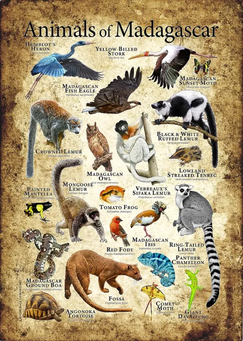 Framed Print : Animals of Madagascar Framed Print : Animals of Madagascar