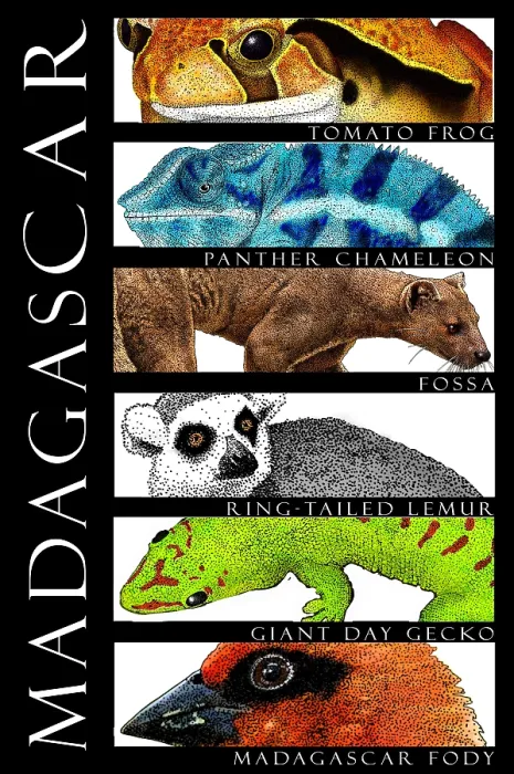 Framed Print : Animals of Madagascar Framed Print : Animals of Madagascar