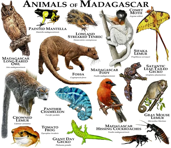 Framed Print : Animals of Madagascar Framed Print : Animals of Madagascar