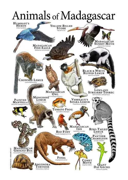 Framed Print : Animals of Madagascar Framed Print : Animals of Madagascar