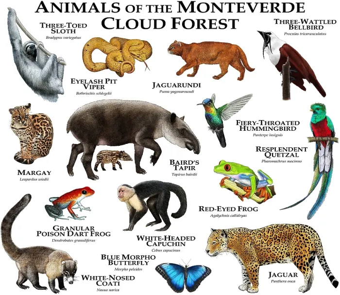 Framed Print : Animals of the Monteverde Cloud Forest Framed Print : Animals of the Monteverde Cloud Forest
