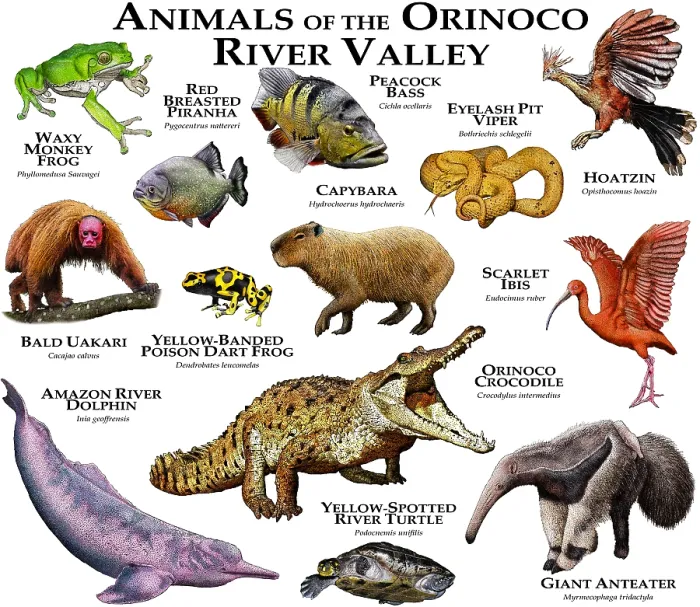 Framed Print : Animals of the Orinoco River Valley