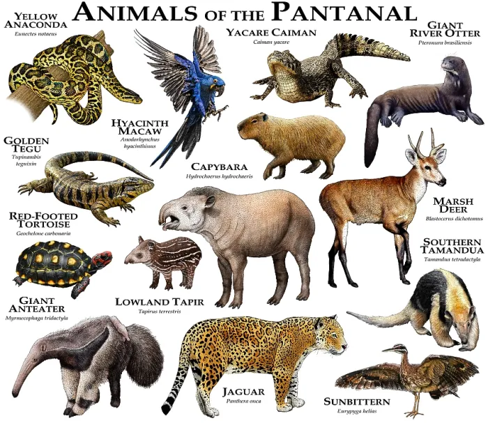 Framed Print : Animals of the Pantanal