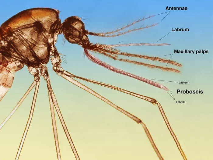 Framed Print : Anopheles Mosquito under a microscope Framed Print : Anopheles Mosquito under a microscope
