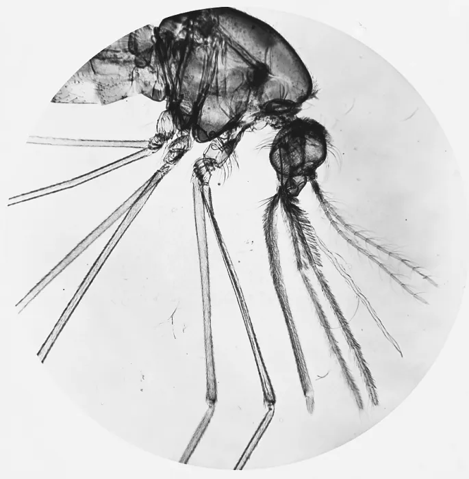 Framed Print : Anopheles Mosquito under a microscope Framed Print : Anopheles Mosquito under a microscope