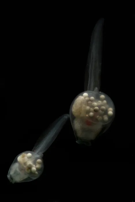 Framed Print : Anotheca spinosa tadpole Framed Print : Anotheca spinosa tadpole