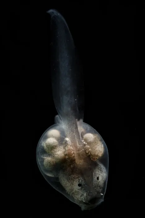 Framed Print : Anotheca spinosa tadpole Framed Print : Anotheca spinosa tadpole