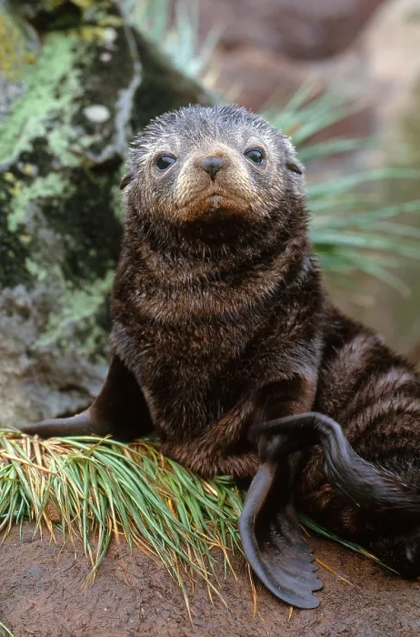Framed Print : Antarctic Fur Seal