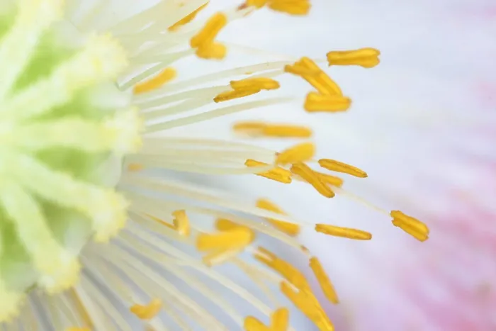 Framed Print : Anthers of Poppy flower