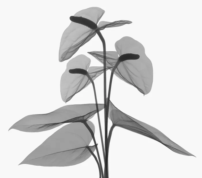 Framed Print : Anthurium Flower, X-ray Framed Print : Anthurium Flower, X-ray