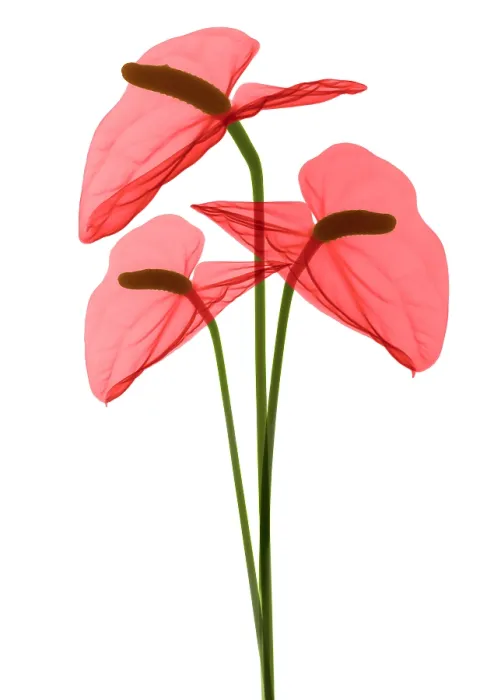 Framed Print : Anthurium Flowers, X-ray Framed Print : Anthurium Flowers, X-ray