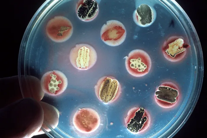 Framed Print : Antibiotic research