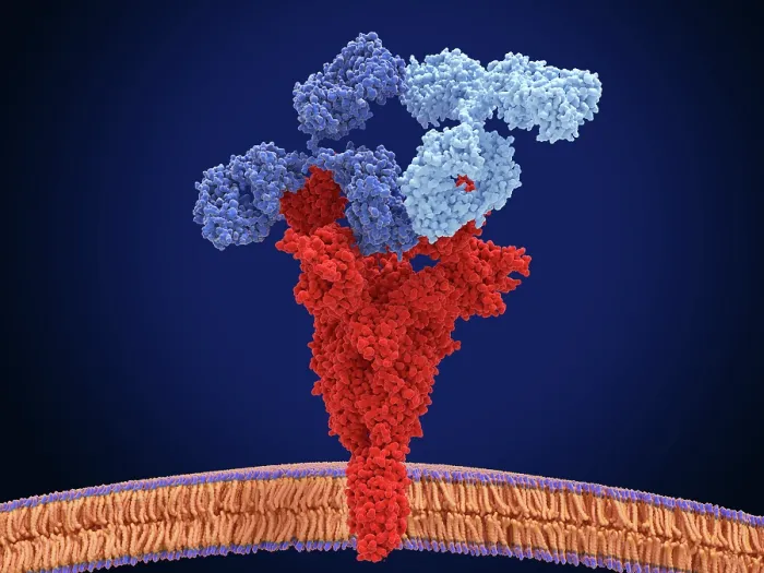 Framed Print : Antibody cocktail in complex with the to coronavirus spike protein Framed Print : Antibody cocktail in complex with the to coronavirus spike protein