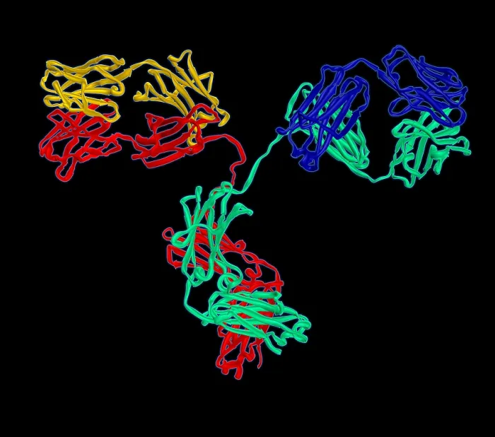Framed Print : Antibody, Molecular Model Framed Print : Antibody, Molecular Model