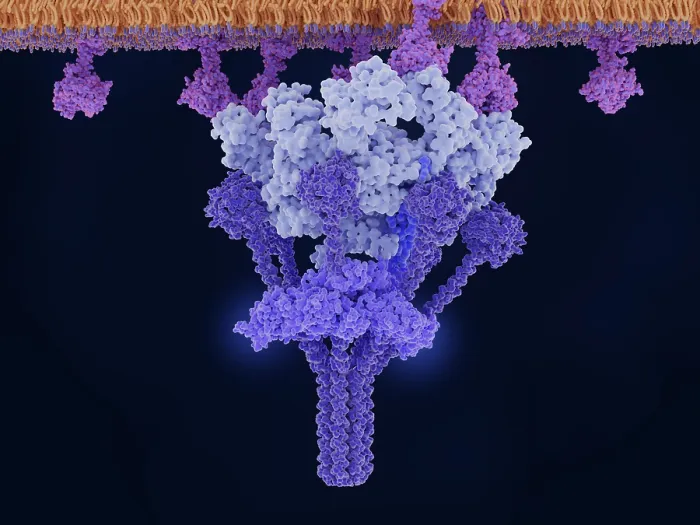 Framed Print : Antigen-bound IgM activates the C1 complex