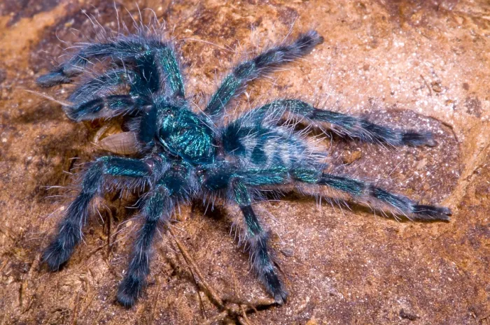 Framed Print : Antilles Pinktoe Tarantula